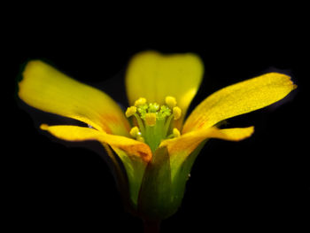 Close-up of yellow flower against black background