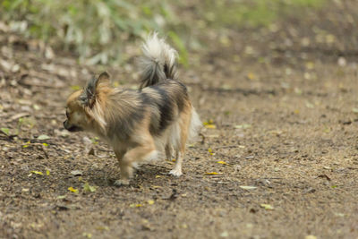 View of a cat running on road