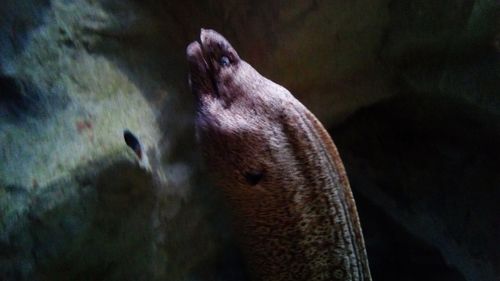 Close-up of fish swimming in aquarium