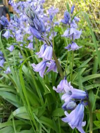 Close-up of purple crocus flowers