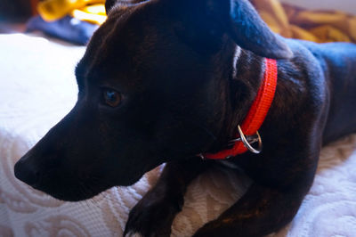 Close-up of dog looking away