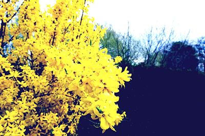 Close-up of yellow flowers