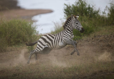 Zebra standing on field