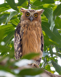 Portrait of owl perching on tree