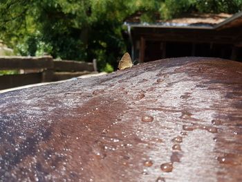 Surface level of wooden bench against trees