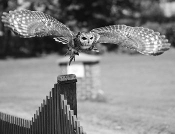 Owl flying over fence on sunny day