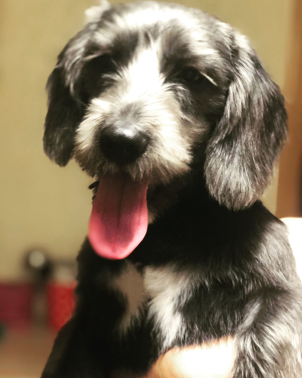 CLOSE-UP PORTRAIT OF A DOG