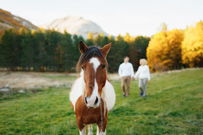 Horse standing in ranch