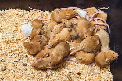 Mice on sawdust in cage. lots of beige little mice. breeding mice.