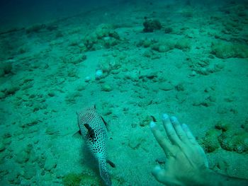 Beautiful tropical fish, marsa alam, egypt