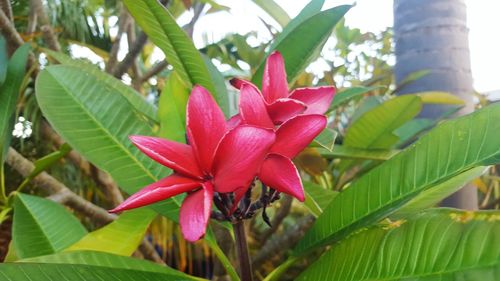 Close-up of pink flower