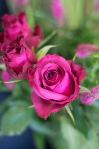 Close-up of pink rose