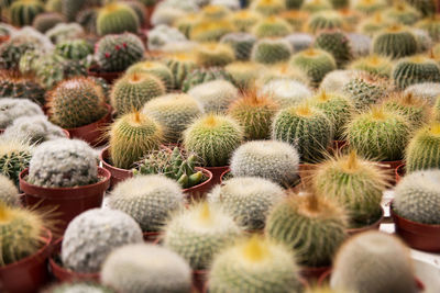 Close-up of cactus plants