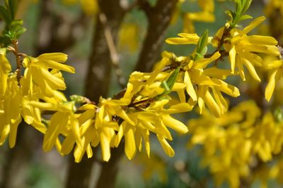 Close-up of yellow flowering plant