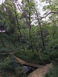 Trees in forest