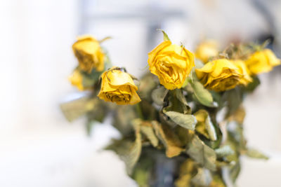 Close-up of yellow roses