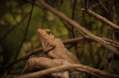 Normal indian chameleon 