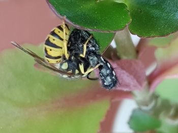 Close-up of insect on flower