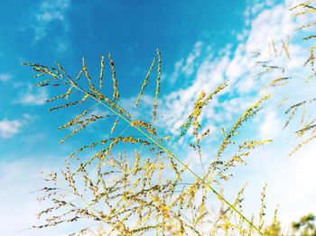 Low angle view of flowering plant against blue sky