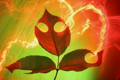 Digital composite image of flowers