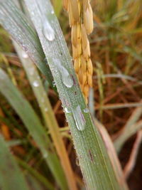 Close-up of wet plant