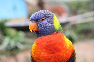 Close-up of parrot perching on leaf