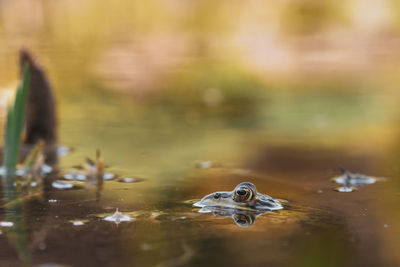 Close-up of frog swimming in lake