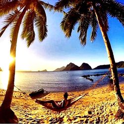 Palm trees on beach against sky