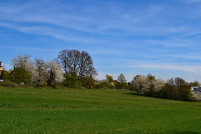 Trees on field against sky