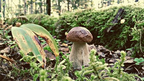 Close-up of mushroom growing in field