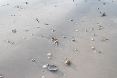 High angle view of shells on beach
