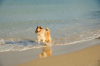 Rough collie ,lassie type.