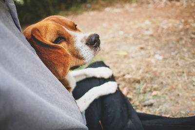 Close-up of a dog