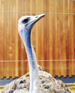 Close-up of ostrich against fence