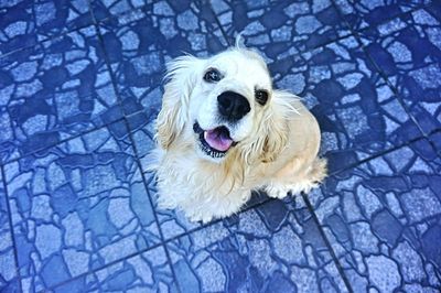 Portrait of white dog