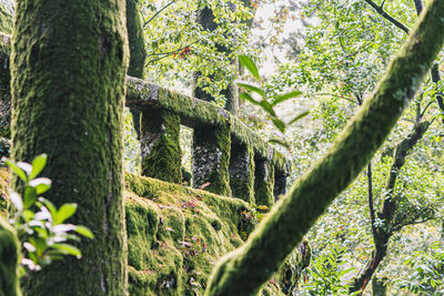 Trees growing in forest