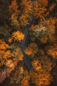 High angle view of road amidst trees during autumn