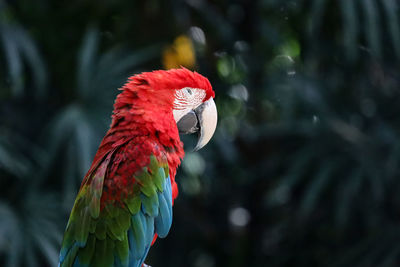 Close up haed the red macaw parrot bird in forest