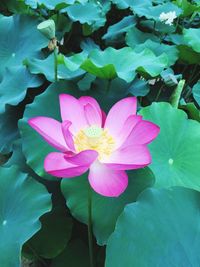 Close-up of pink lotus water lily