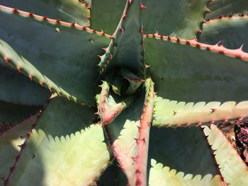 Full frame shot of succulent plant