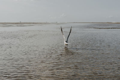 View of horse in sea