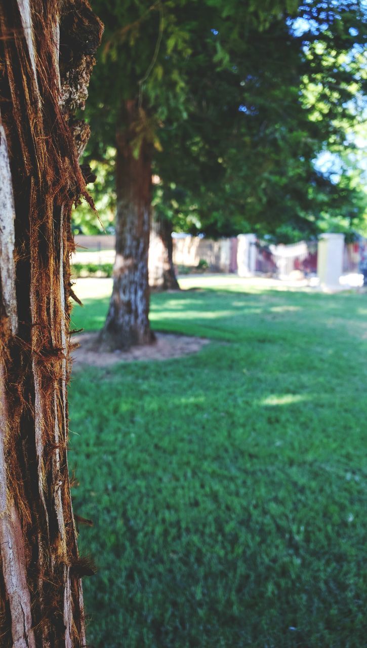 tree, tree trunk, grass, growth, green color, park - man made space, nature, tranquility, sunlight, lawn, park, day, beauty in nature, branch, outdoors, shadow, focus on foreground, field, no people, tranquil scene