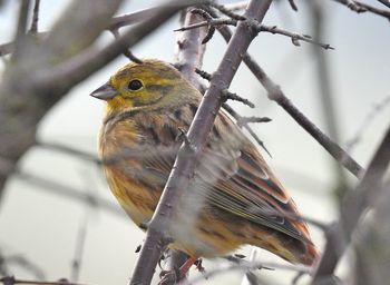 Close-up of bird perching on branch