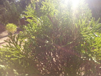 Close-up of fresh plants