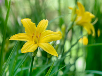 Close-up of yellow flowering plant