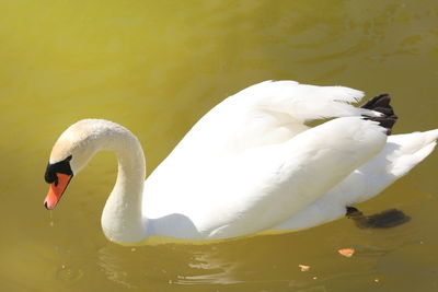 Swan floating on lake