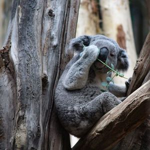 Close-up of koala sitting on tree trunk