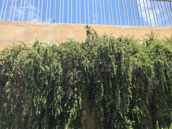 Low angle view of plants against sky