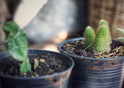 Close-up of potted plant