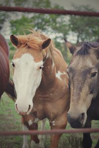 Close-up of horses in ranch